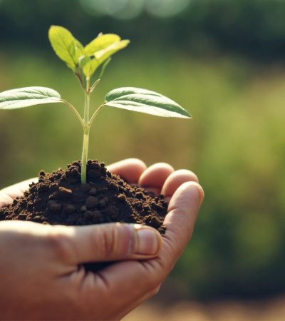 Hands holding a little plant with soil